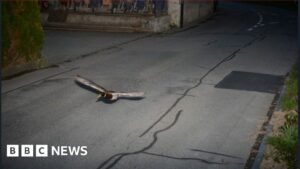 Switzerland traffic cameras catch flying mallard