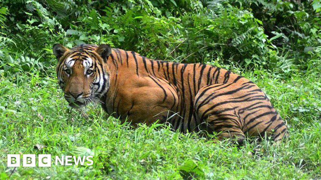 Village mob kills Royal Bengal tiger in India’s north east