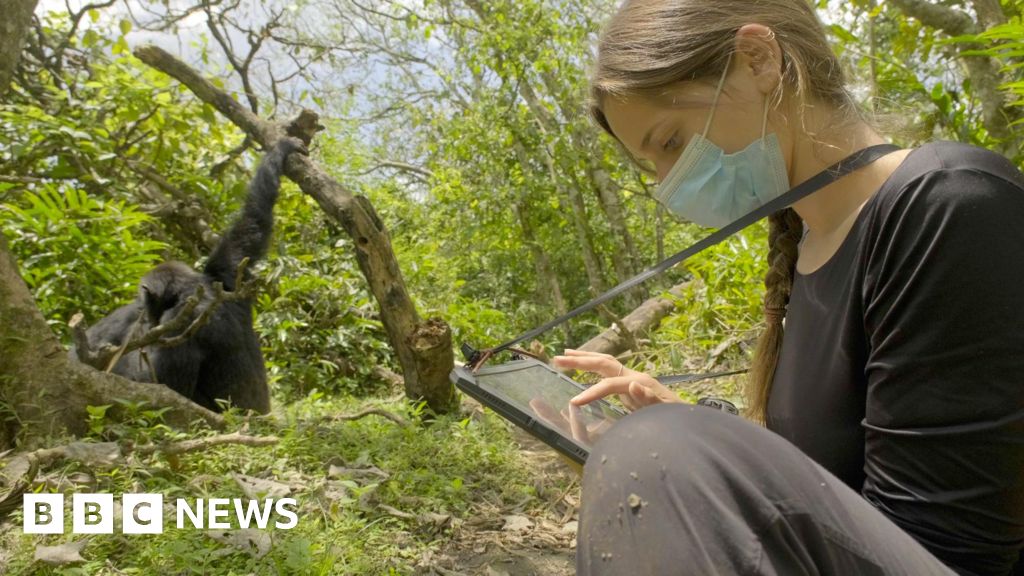 Wild chimpanzees filmed using forest ‘first aid’