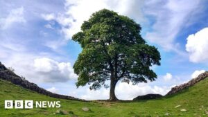 The park ranger who alerted world to Sycamore Gap tree’s fate