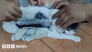 Cat caught smuggling drugs into Costa Rica prison