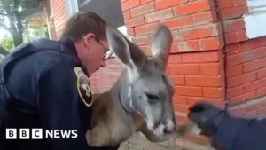 Moment police apprehend a runaway kangaroo in Colorado