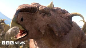 Mystery of Pachyrhinosaurus mass grave in Canada