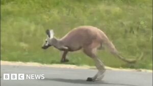Kangaroo closes stretch of interstate road