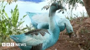 Wildlife dyed blue in São Paulo chemical spill