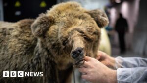 French hunter given suspended sentence for kill