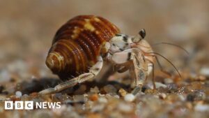 Three men held over suitcases stuffed with hermit crabs
