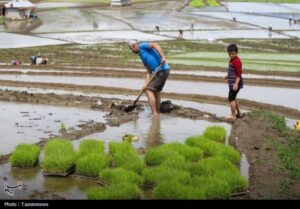 شاعرانه های نشاکاری در شالیزارهای شمال/از دل کوه تا قلب شالی