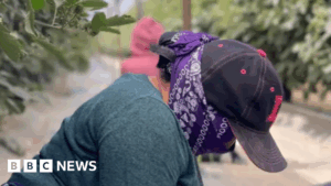 Hiding in the fields – farm workers fearing deportation stay in California’s shadows