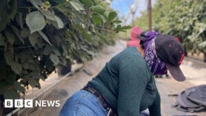 Hiding in the fields – farm workers fearing deportation stay in California’s shadows