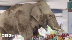 Hungry elephant wanders into Thai grocery store