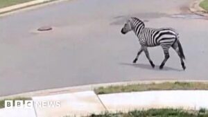 Zebra filmed on the loose in Tennessee